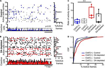 Frontiers | Synaptic determinants of cholinergic interneurons